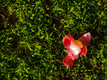 Cannonball flower on green grass backgroundの写真素材