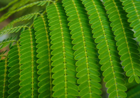 blur green leaf background