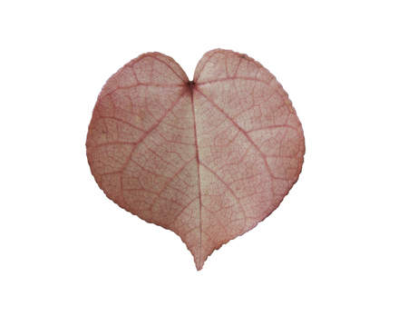 isolated red leaf on white backgroundの写真素材