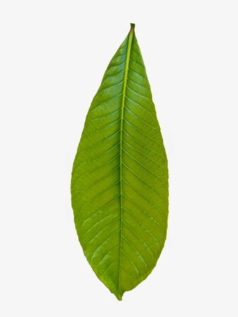 isolated green leaf on white backgroundの写真素材