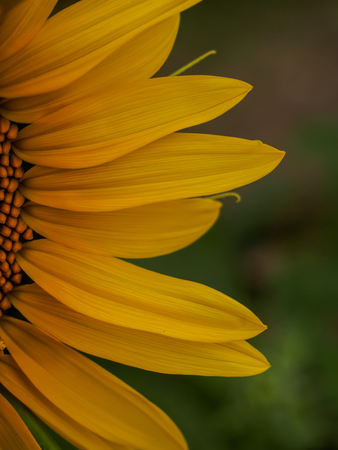 close-up some part of sunflower