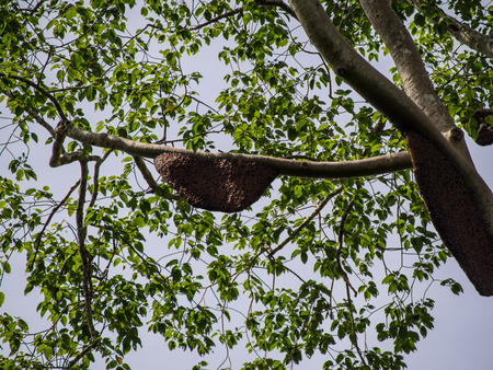 Large honeycomb on tall trees.