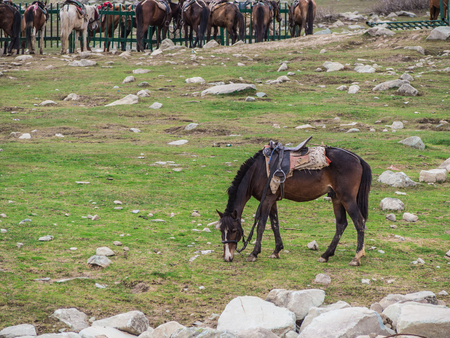 the horse standing on the green grass field in Kashmir , India