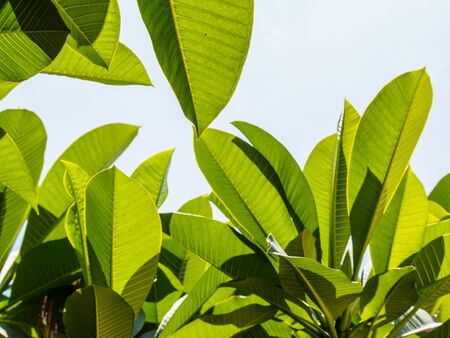 isolated green leaf on white backgroundの写真素材