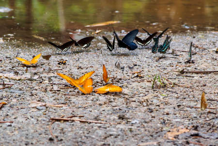 Orange and black butterflies on stone ground