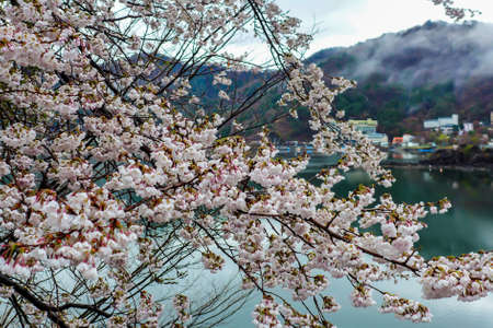 Cherry tree - sakura blooming on nature background in Japanの写真素材
