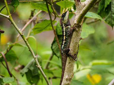 Green chameleon on the tree