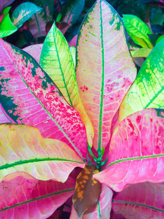 leaf pattern background