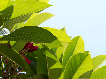 isolated green leaf on blue sky backgroundの写真素材