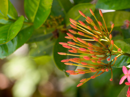 red Ixora on nature backgroundの写真素材