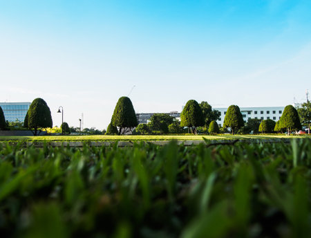grass field , tree and building looking through green grass - ground viewの写真素材