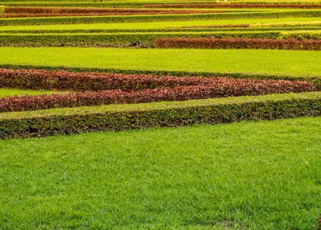top view of green grass field plants and trees in the small garden