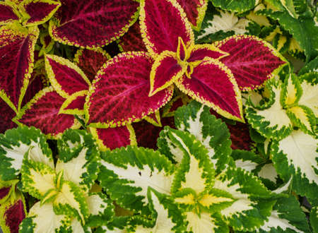 colorful leaf texture backgroundの写真素材