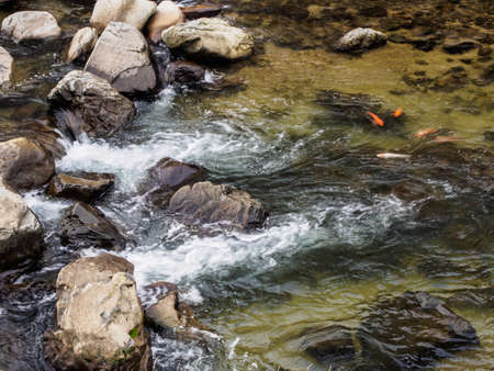 The carp fish is swimming upstream in a stream in Japan.の写真素材