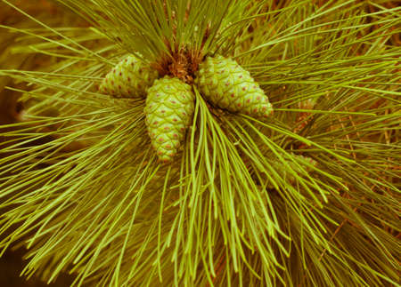close up leaves and pine cones