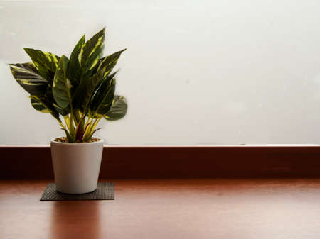Small plant in a pot on the wooden table near the window with soft light in the morning