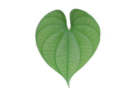isolated green leaf on white background
