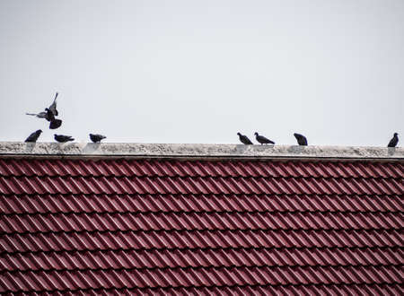 The birds on the roof tilesの写真素材