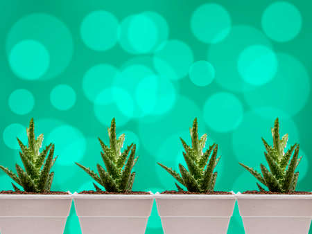abstract green plant in the white pots on green cycle bokeh backgroundの写真素材