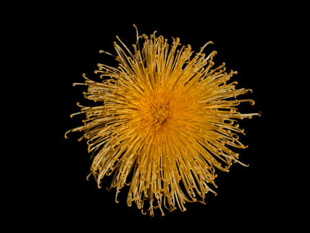 yellow flower on black background with clipping path