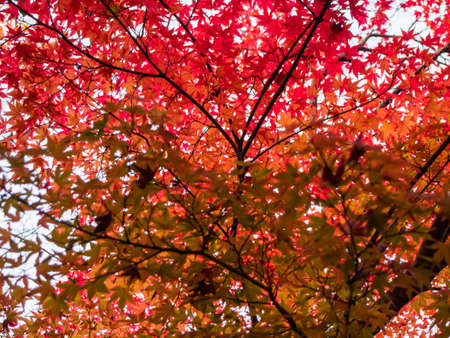 red maple leaves on the maple tree in the autumn