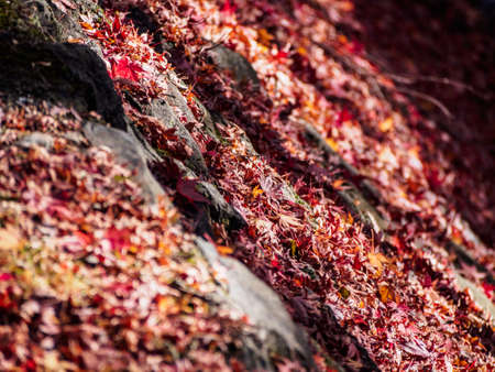 soft focus of red maple leaves