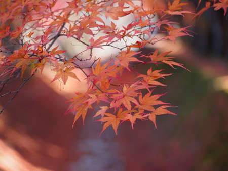 soft focus of red maple leaves on blur red leaves in the autumn background