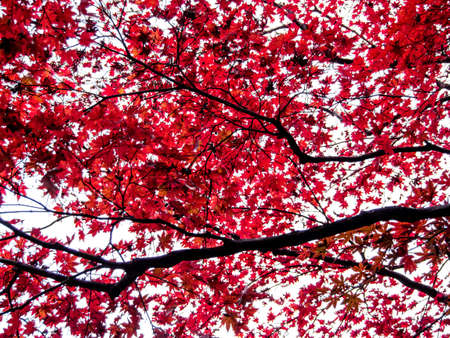 red maple leaves on the maple tree in the autumn