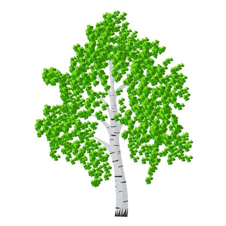 Birch tree isolalated vector illustration. detached tree birch with leaves on a white backgroundのイラスト素材