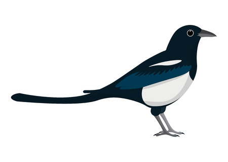 magpie cartoon vector illustration. magpie isolated on white bacgroundのイラスト素材