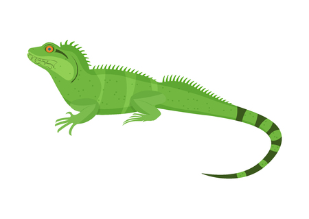 Chinese water dragon vector illustration isoladed on a white backgroundのイラスト素材
