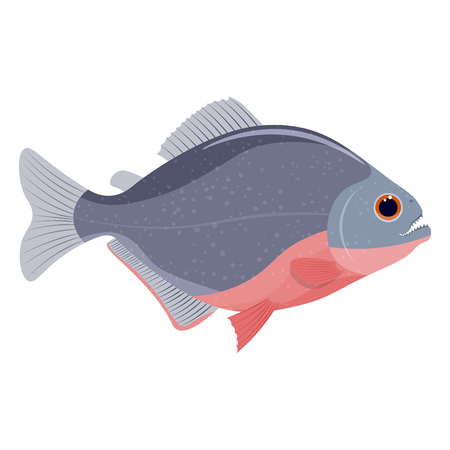 piranha fish vector illustration isolated on a white backgroundのイラスト素材