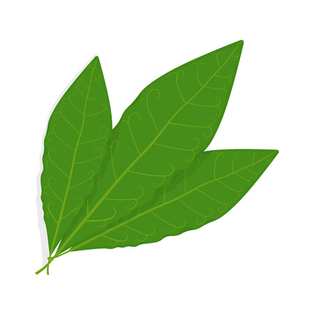 Bay leaf illustration isolated on a white backgroundのイラスト素材