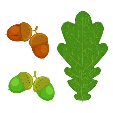 Oak leaf and Acorn illustration isolated on a white backgroundのイラスト素材