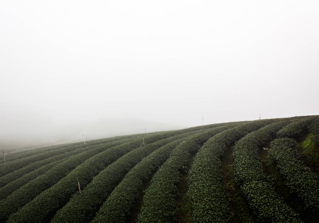 tea Plantationの写真素材