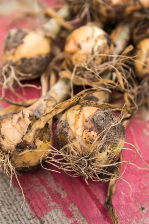 onion leekの写真素材