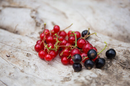 Freshly harvested black and red currantsの写真素材