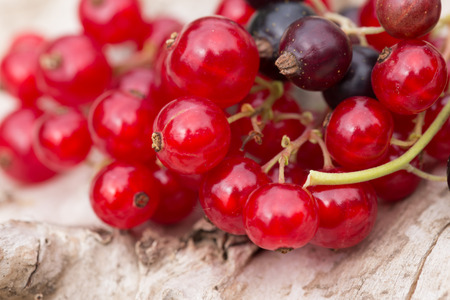 Freshly harvested black and red currants
