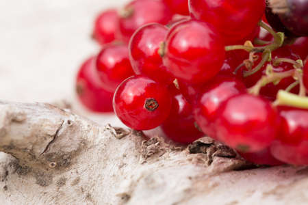 Freshly harvested black and red currantsの写真素材
