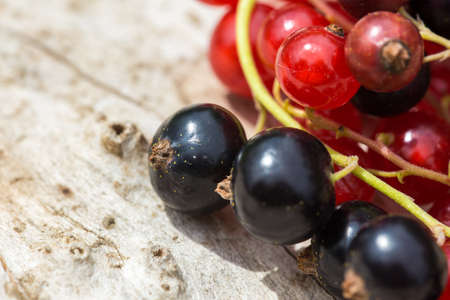 Freshly harvested black and red currantsの写真素材