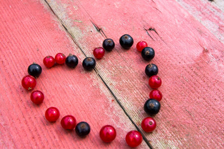 Freshly harvested black and red currantsの写真素材