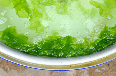 Sea lattuce breeding in the basin at the test grow center photo with outdoor sun low lighting.の写真素材