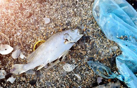 Body of death fish on the beach with plastic and junk in bad pollution photo in outdoor low lighting.の写真素材