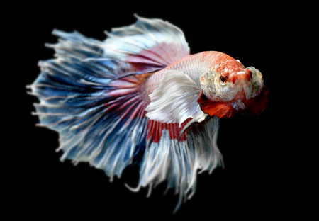 Betta or Saimese fighting fish swiming and show the motion of dress fin photo in flash studio...