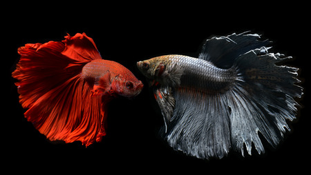 Fancy red and silver gray Betta or Saimese fighting fish swiming and show the motion of dress fin.の写真素材