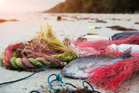 Death fish on the beach with dirty plastic garbage photo with outdoor low sunset lighting.