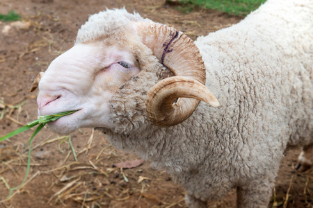Sheeps in agriculture farm  with outdoor sun lighting.の写真素材
