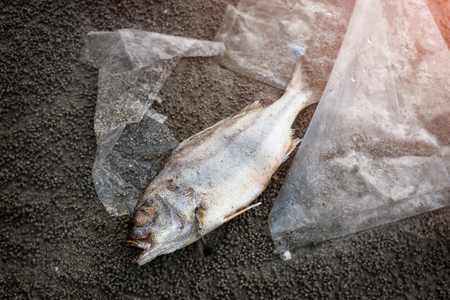 Death fish on the beach with dirty plastic garbage photo with outdoor low sunset lighting.の写真素材