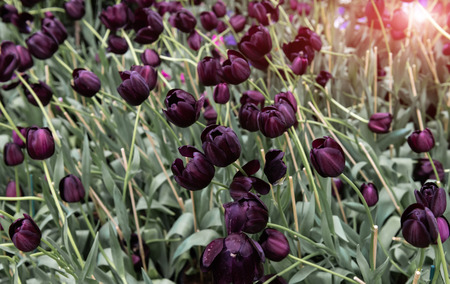 Dark purple or black tulips field with sun low lighting.の写真素材
