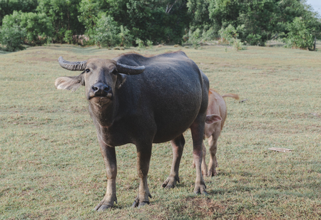 Asian water buffalo on the grassland with outdoor sunset lighting.の写真素材